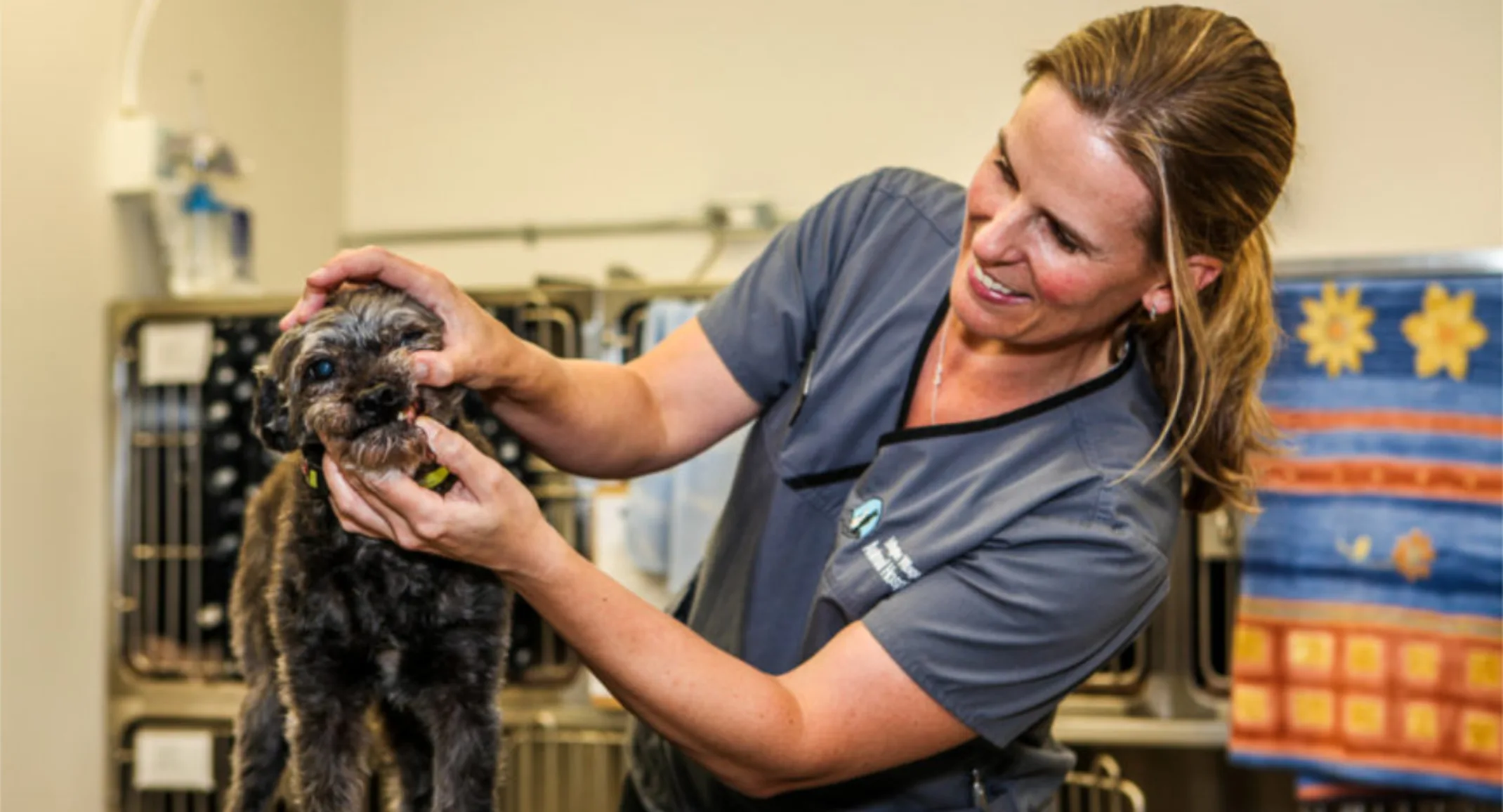 Veterinarian Examining a Dog's Teeth at Islington Village Animal Hospital Veterinarian Examining a Dog's Teeth at Islington Village Animal Hospital
