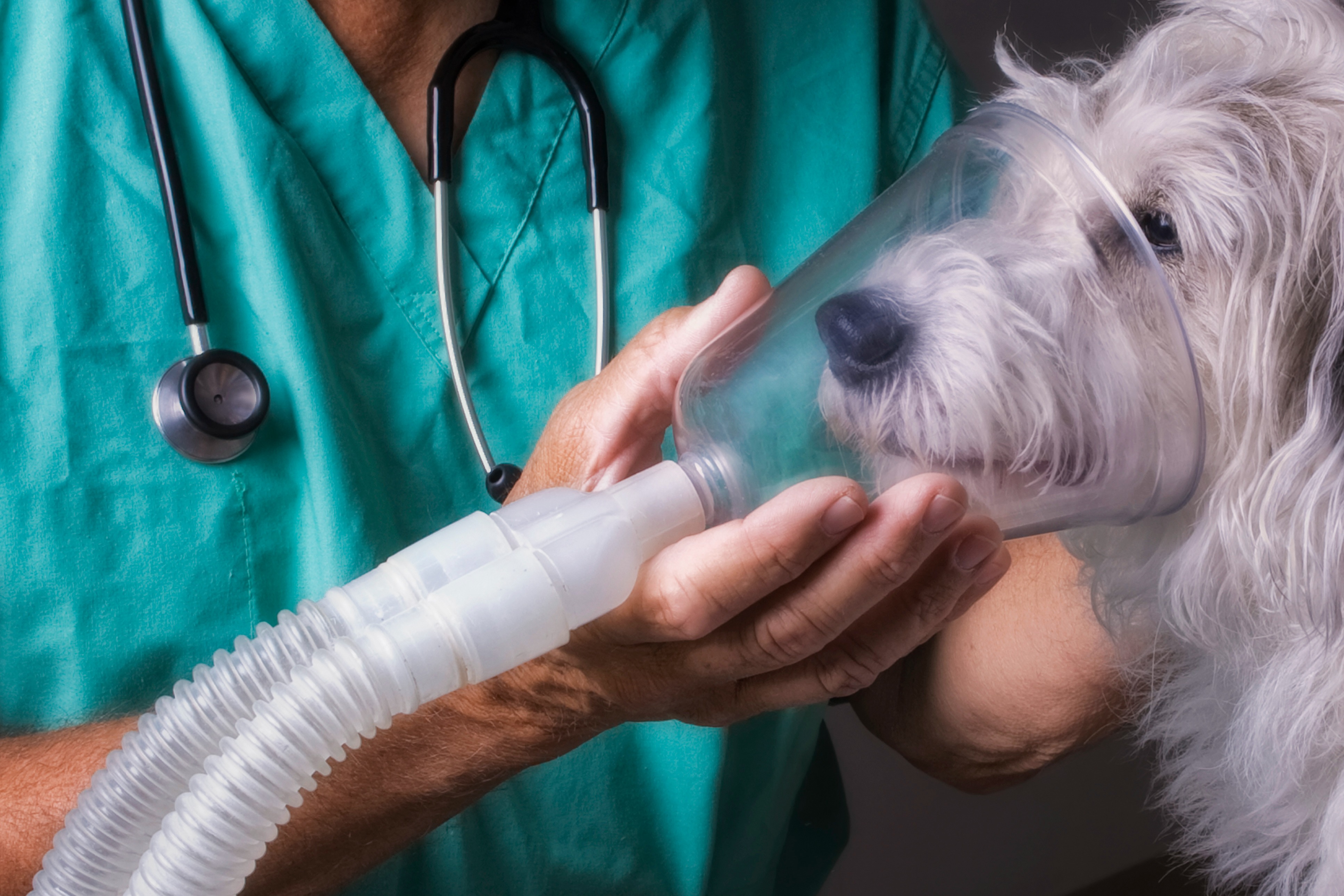 Dog using an oxygen chamber