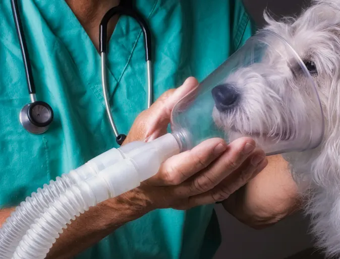 Dog using an oxygen chamber Dog using an oxygen chamber