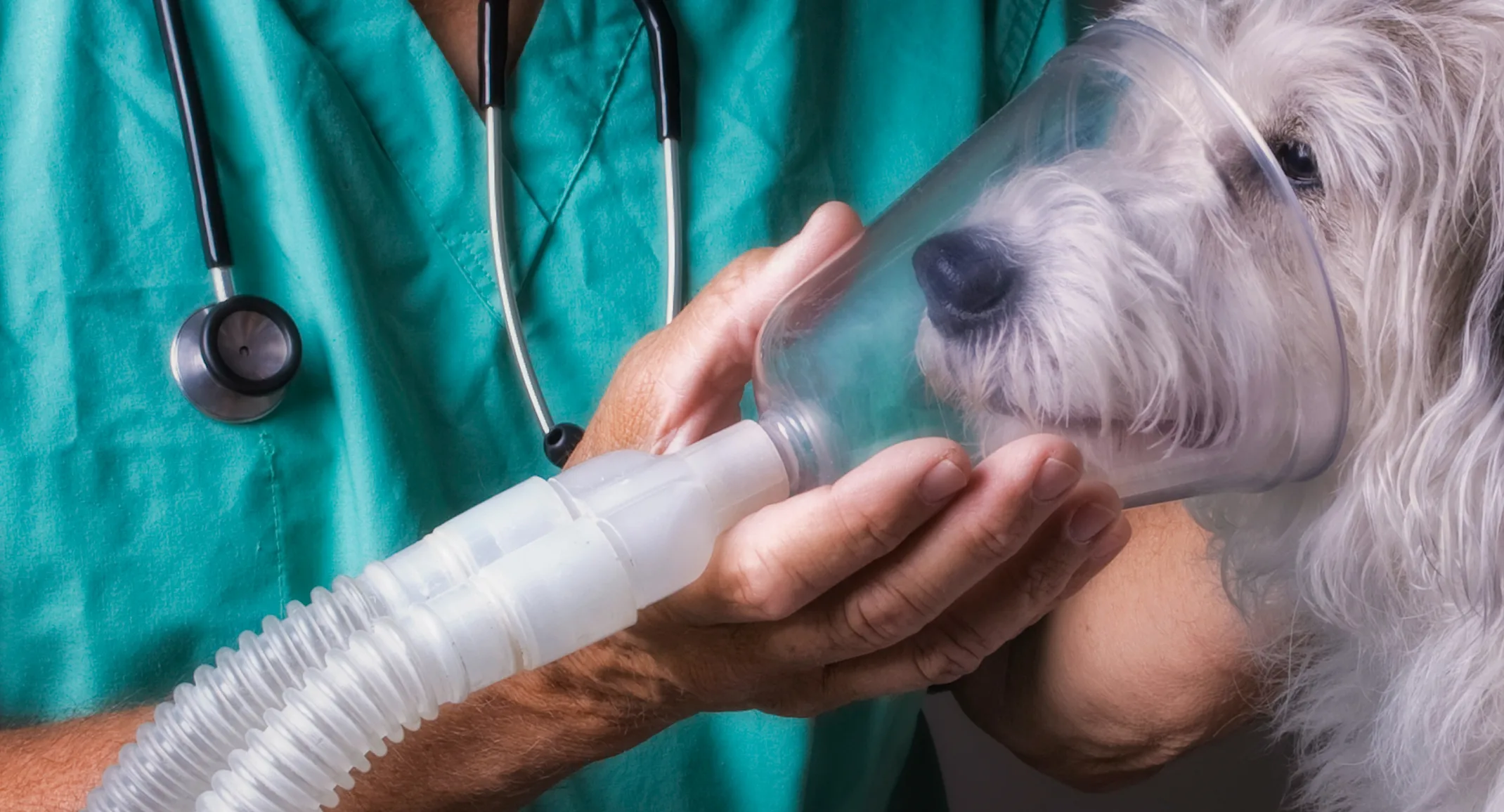 Dog using an oxygen chamber Dog using an oxygen chamber