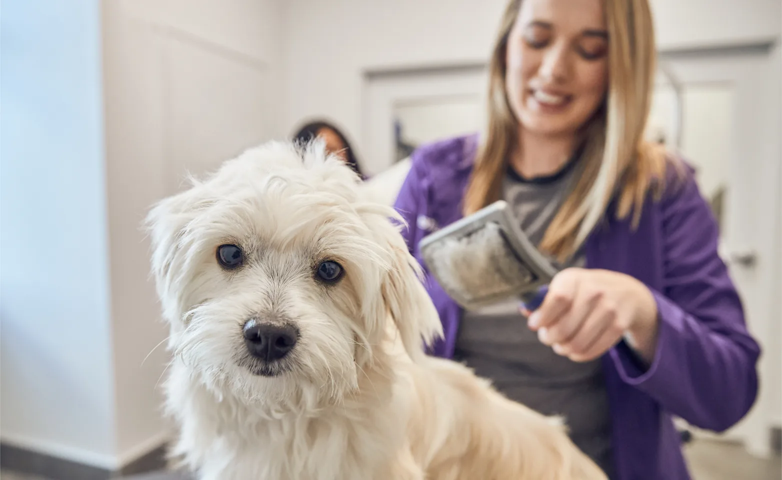 White dog getting brushed White dog getting brushed