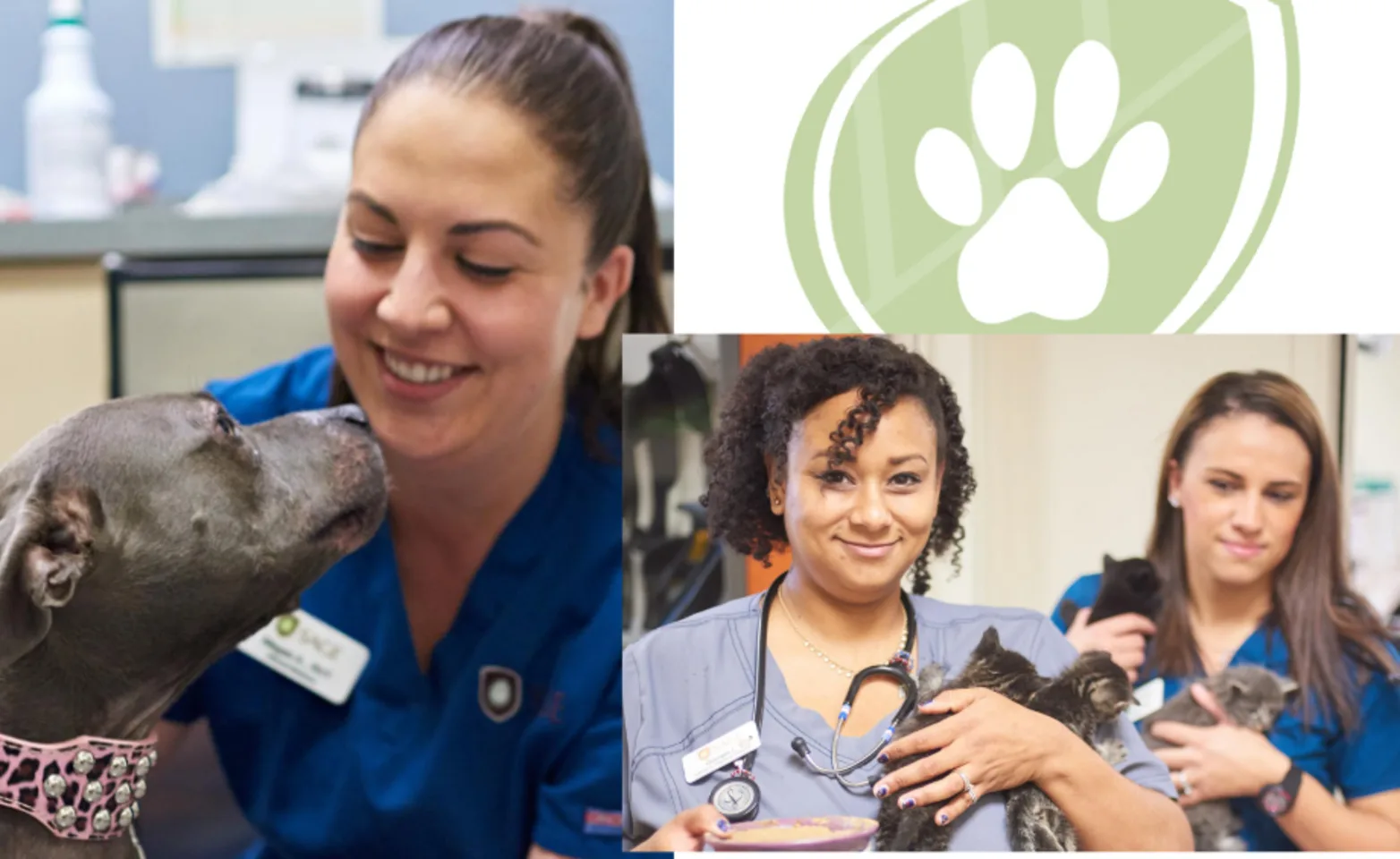 Three Veterinarians with a Gray Dog & Kittens Three Veterinarians with a Gray Dog & Kittens