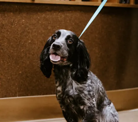 Seated grey and black dog Seated grey and black dog