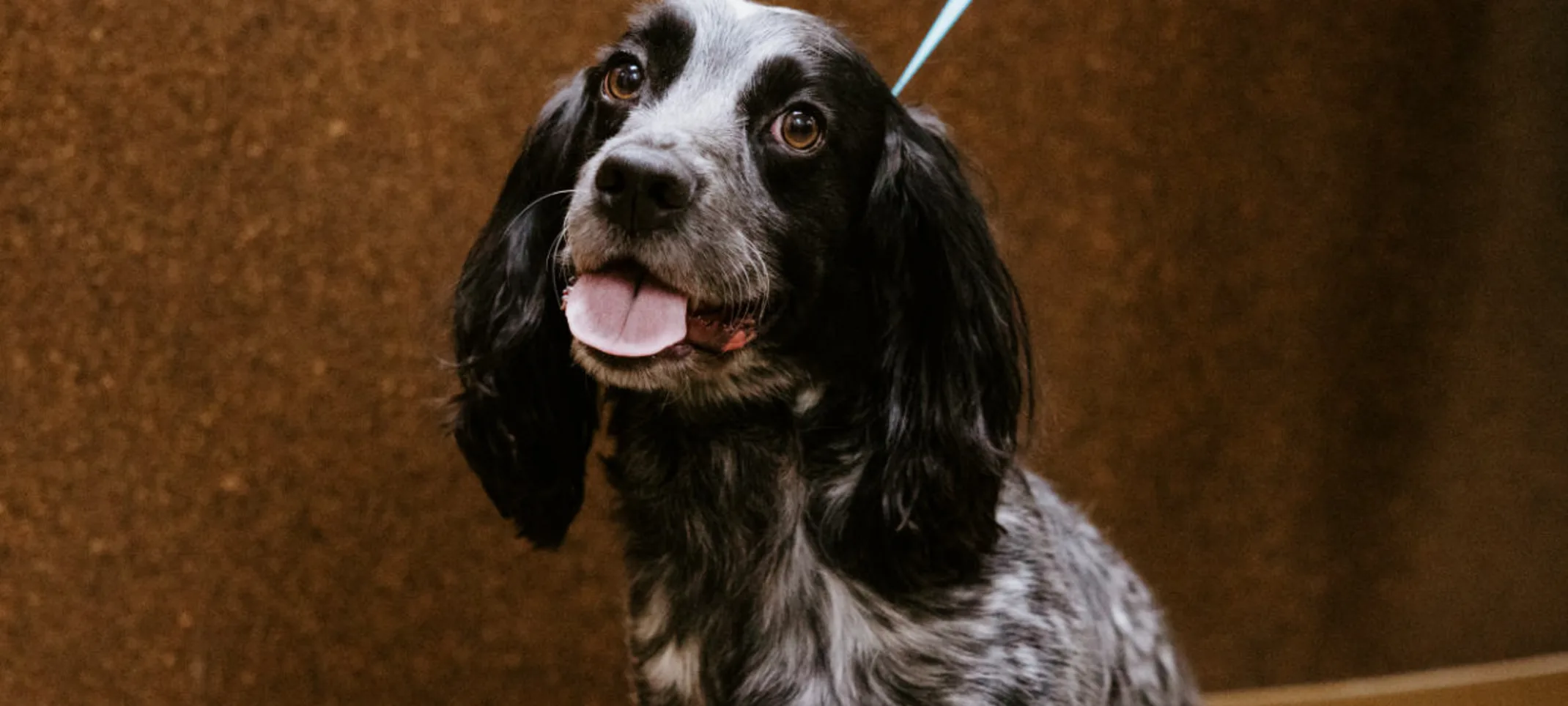 Seated grey and black dog Seated grey and black dog