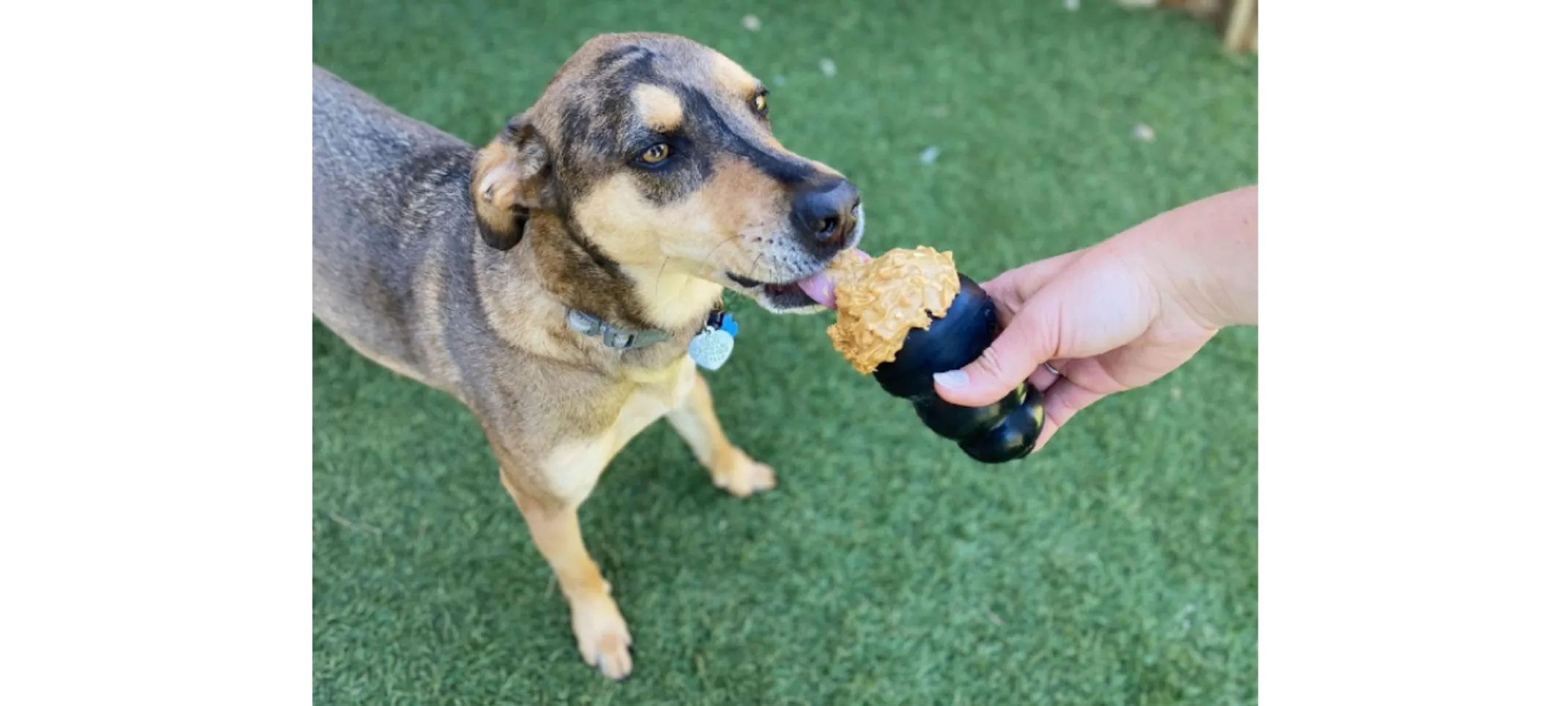 Brown Dog Eating Peanut Butter Stuffed Kongs