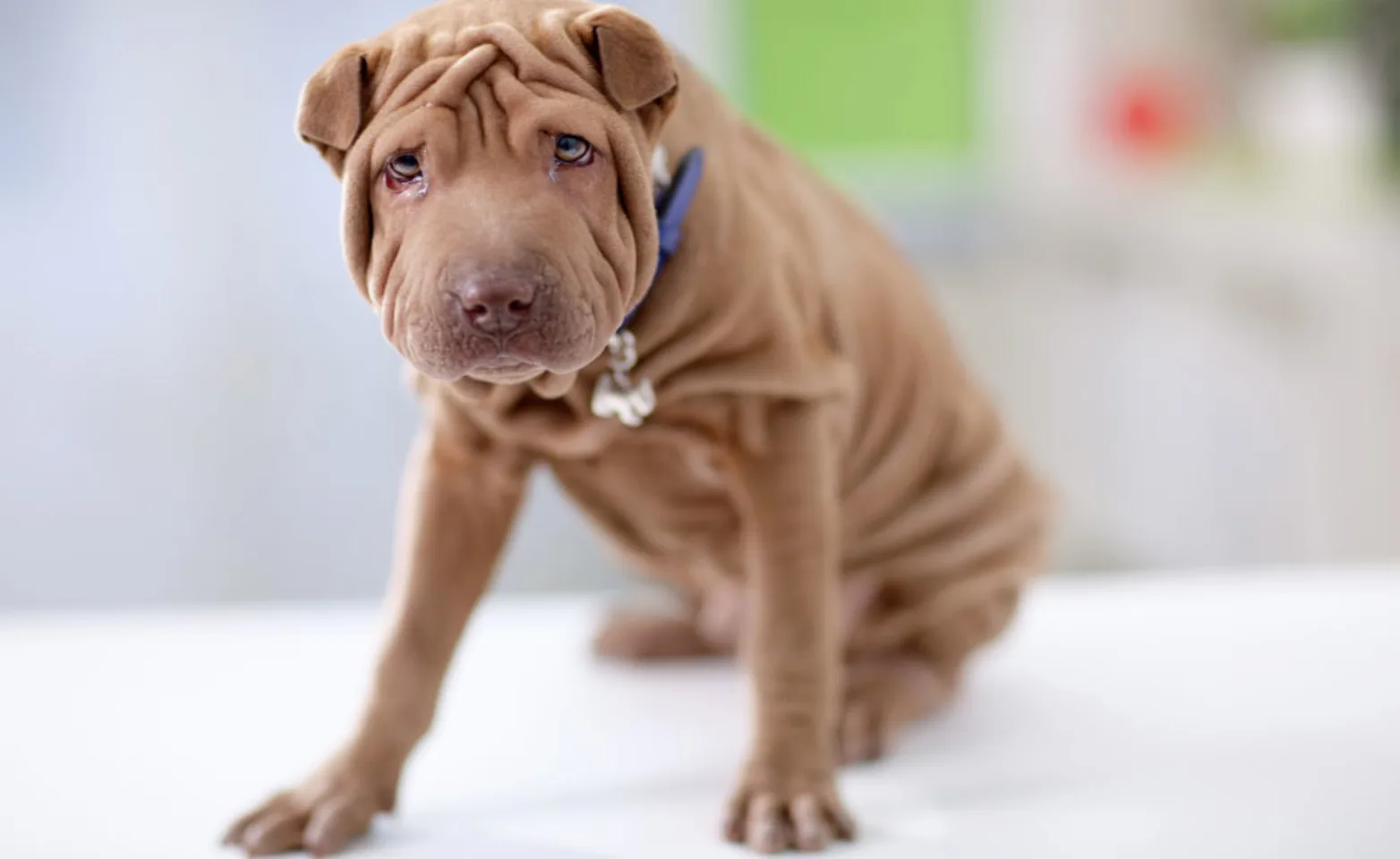 Brown dog with lots of loose skin Brown dog with lots of loose skin