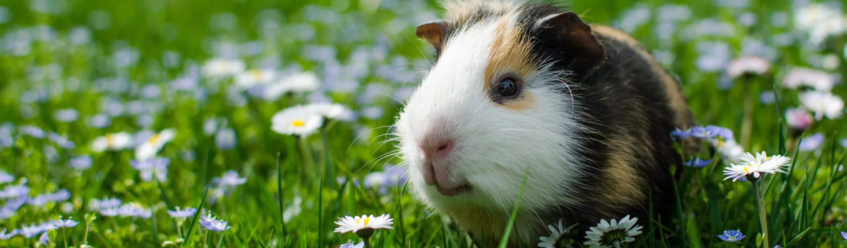 Guinea Pig in a White Flower Field Guinea Pig in a White Flower Field