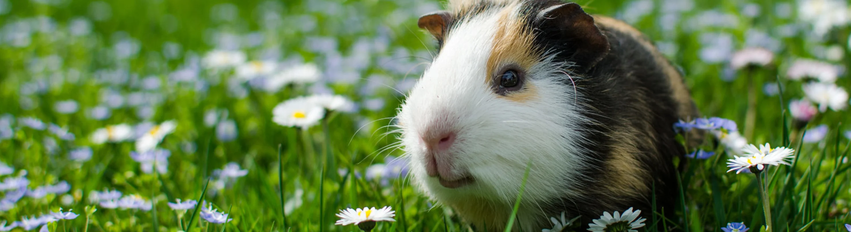 Guinea Pig in a White Flower Field