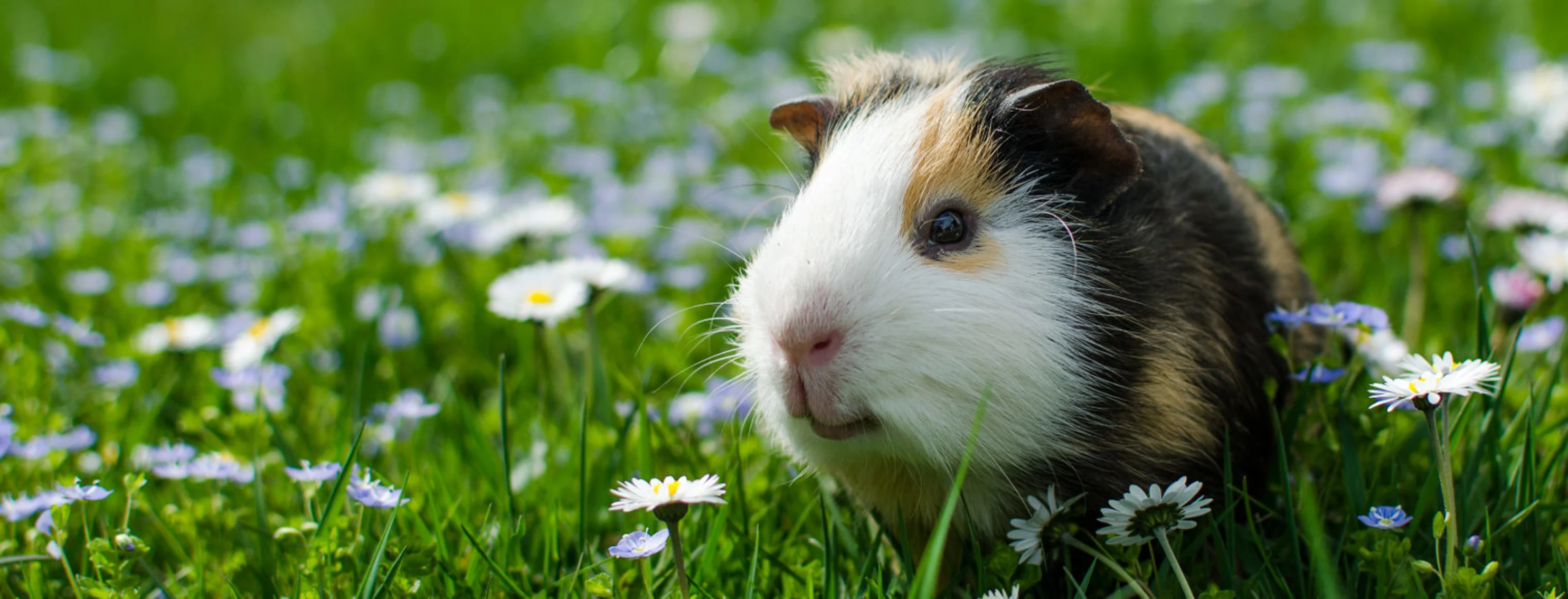 Guinea Pig in a White Flower Field Guinea Pig in a White Flower Field