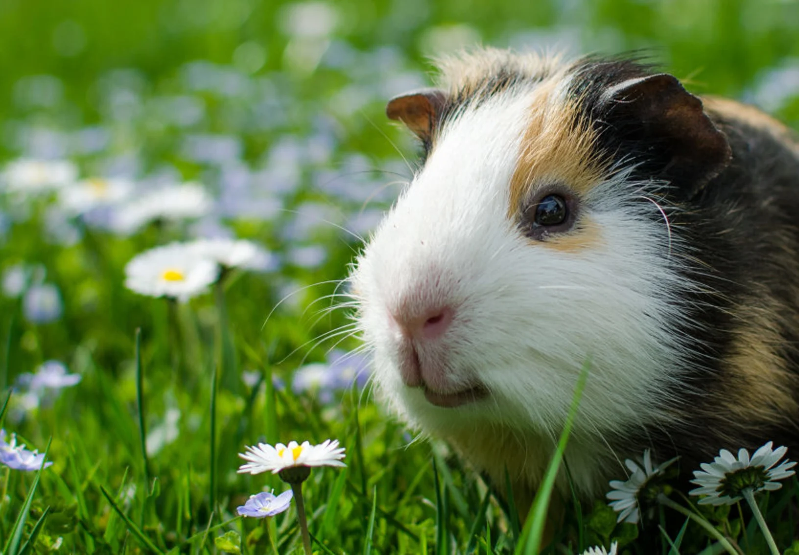 Guinea Pig in a White Flower Field Guinea Pig in a White Flower Field