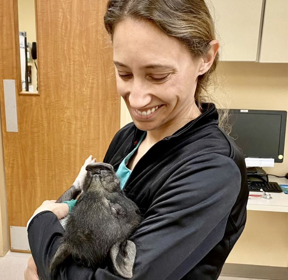 Veterinarian holding a little black piglet