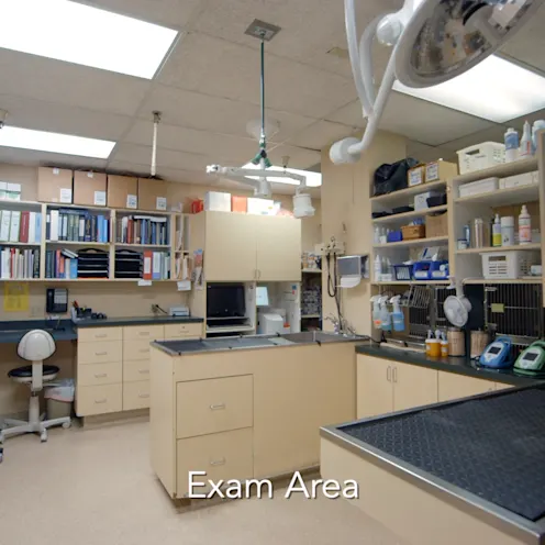 Exam Area with tables and lab in the background at Mt. Diablo Veterinary Medical Center Exam Area with tables and lab in the background at Mt. Diablo Veterinary Medical Center