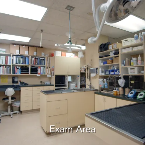 Exam Area with tables and lab in the background at Mt. Diablo Veterinary Medical Center