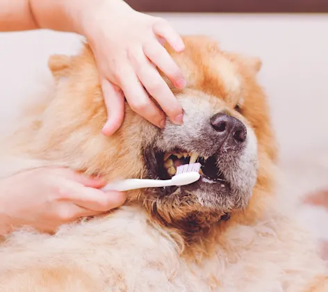 Big Pomerian dog dog getting his tooth brushed by a Vet.