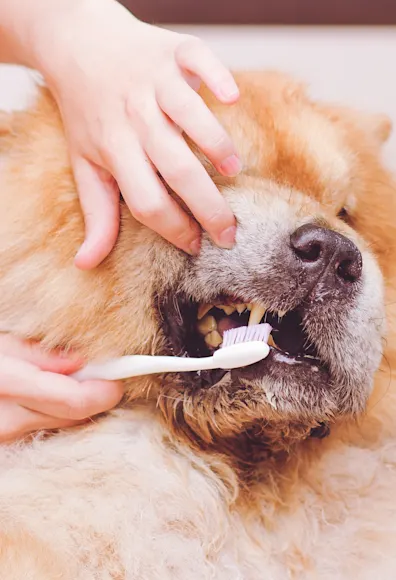 Big Pomerian dog dog getting his tooth brushed by a Vet.