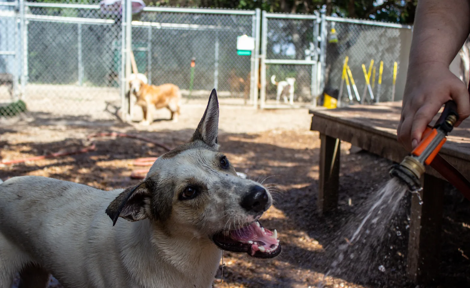 Dog drinking out fo the hose Dog drinking out fo the hose