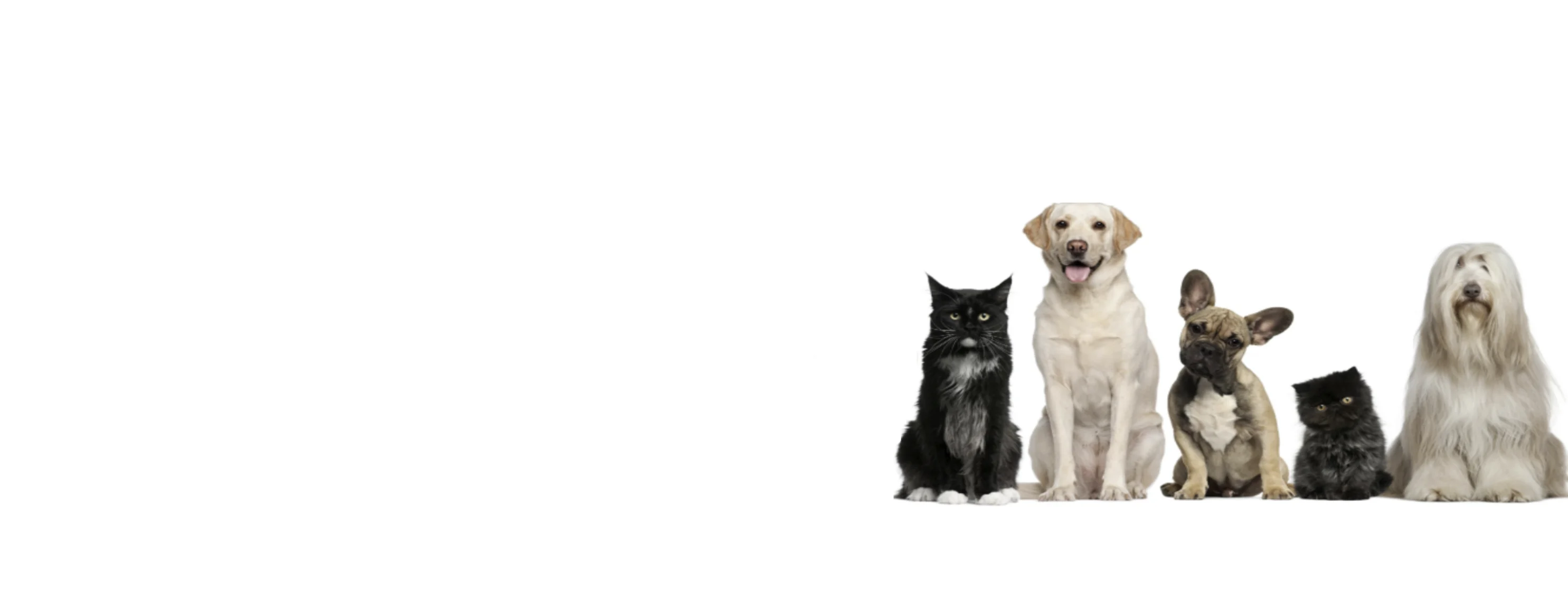 Mt Pleasant Veterinary Clinic Dogs Care Plan Mt Pleasant Veterinary Clinic Dogs Care Plan