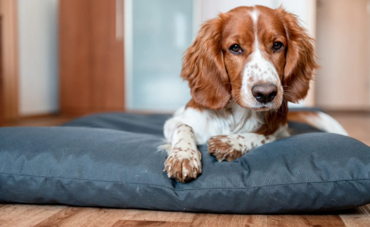 Dog Laying on Pillow Looking at Camera Dog Laying on Pillow Looking at Camera