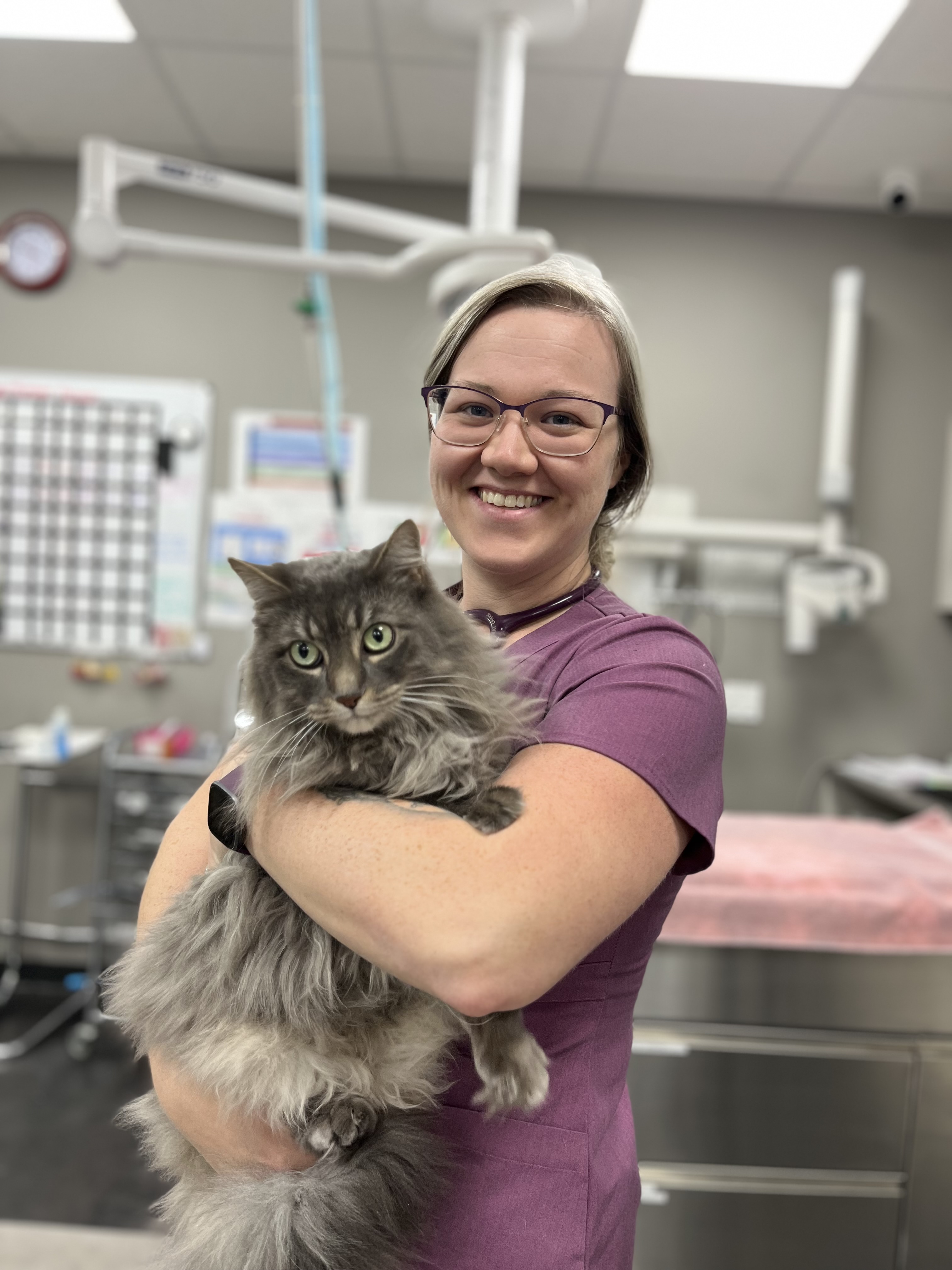 Vet is holding a fluffy cat
