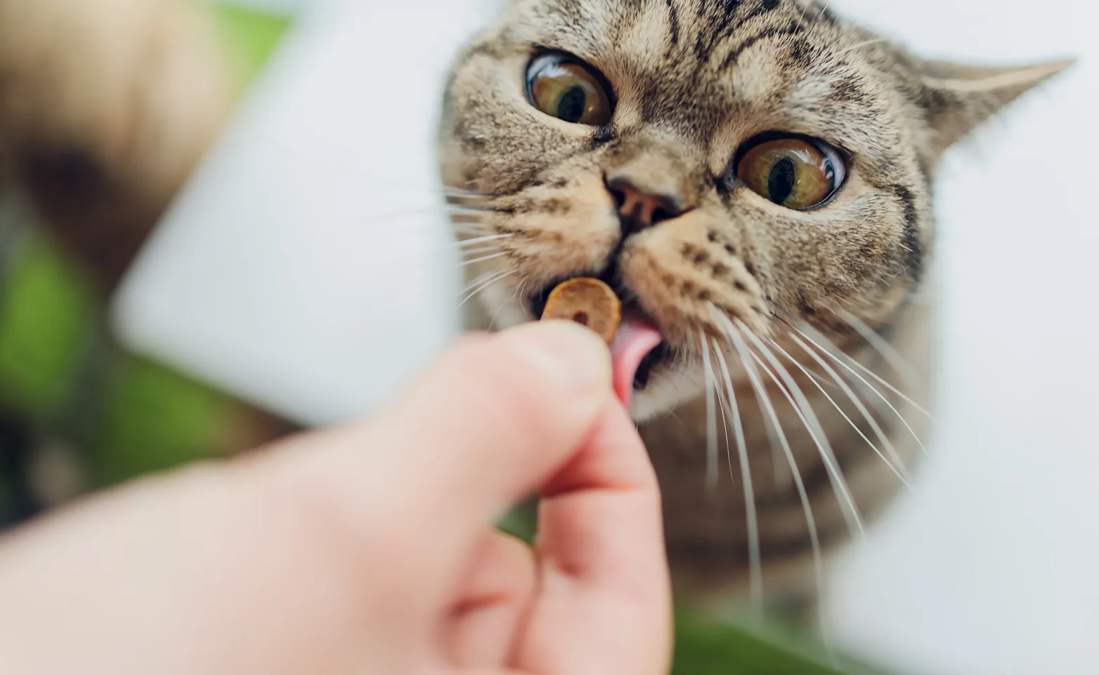 Gray cat at Eating Kibble Gray cat at Eating Kibble