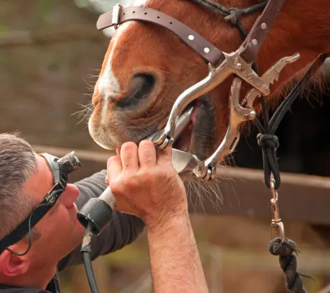 Horse getting his teeth checked out