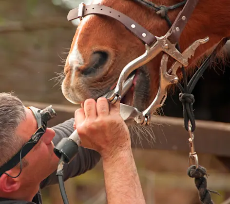 Horse getting his teeth checked out Horse getting his teeth checked out