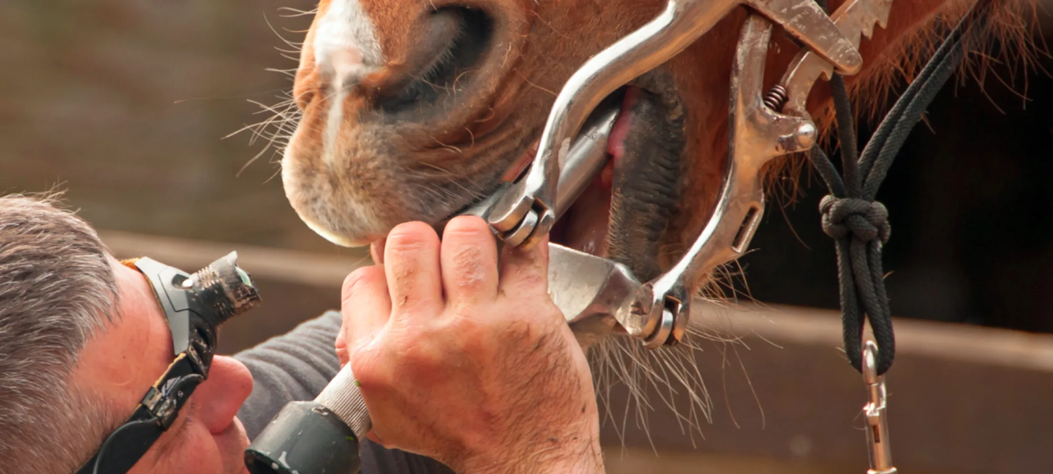 Horse getting his teeth checked out