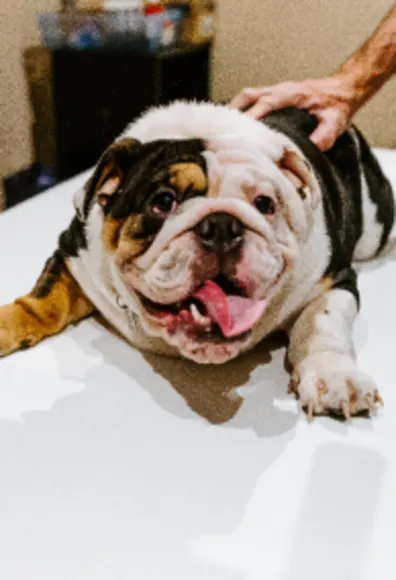 Bulldog on examine table at Overland Veterinary Clinic