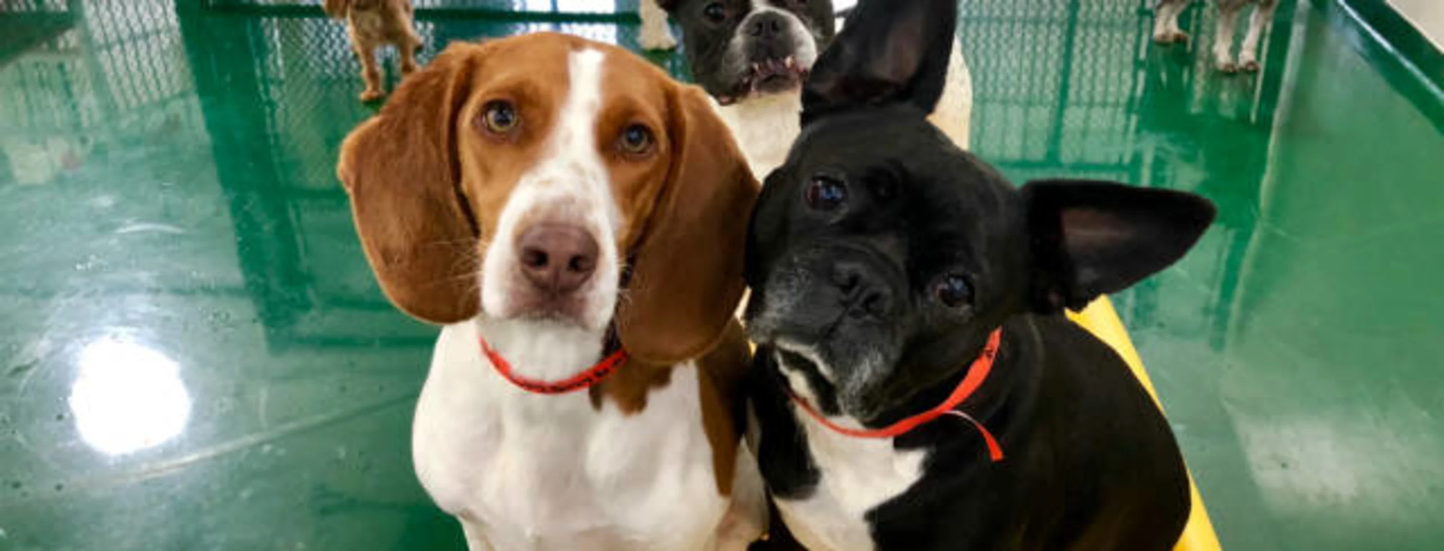 Three dogs looking at camera happy