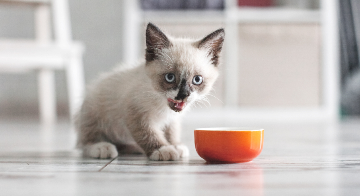 Siamese kitten eating food from an orange bowl