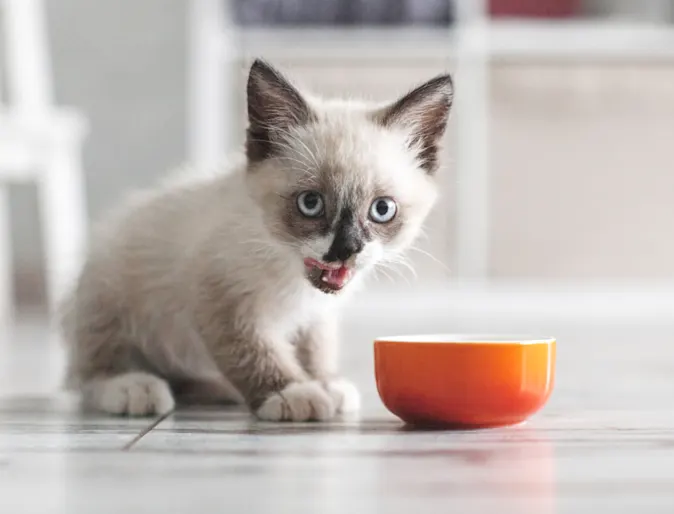 Siamese kitten eating food from an orange bowl Siamese kitten eating food from an orange bowl