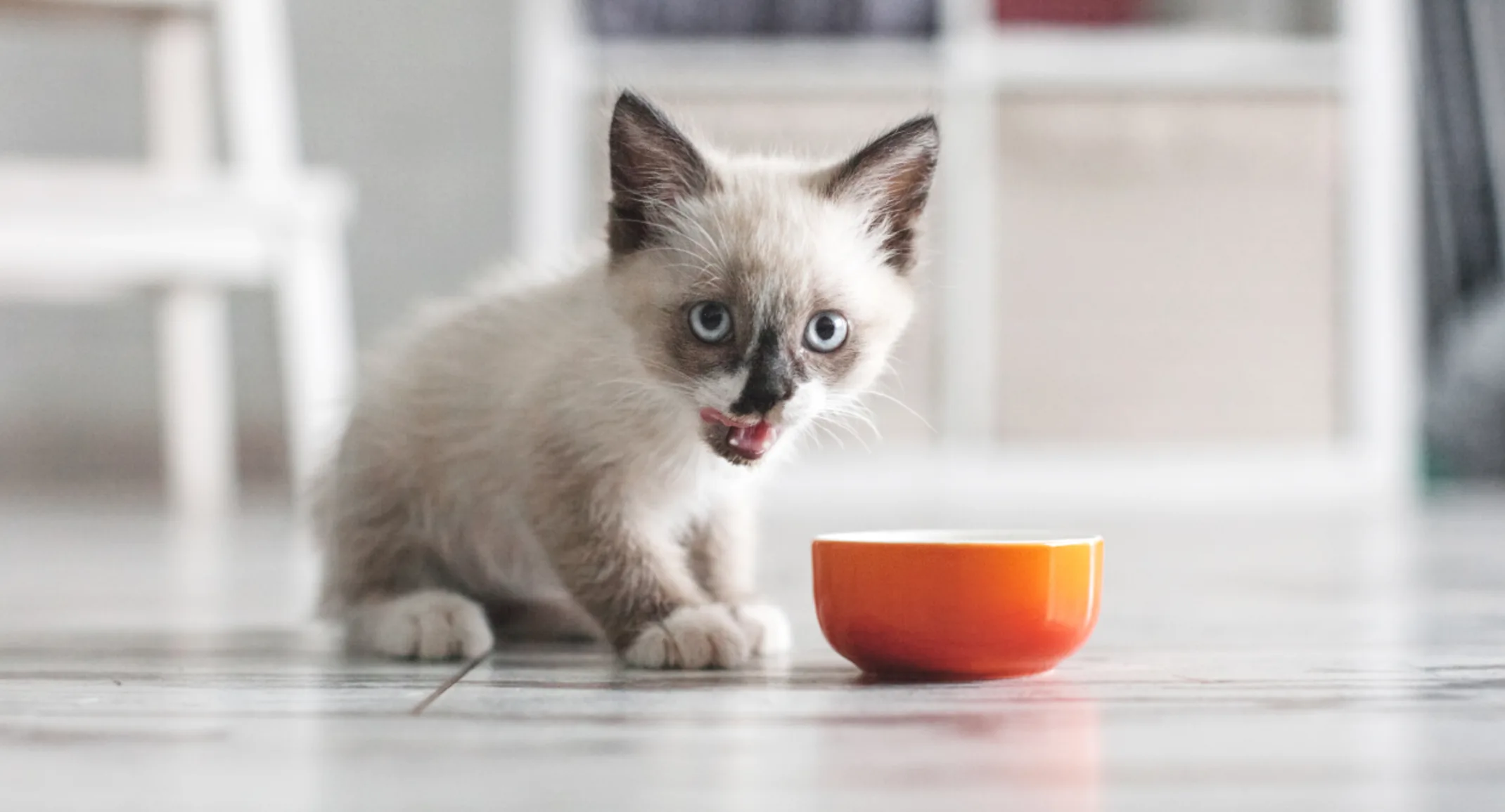 Siamese kitten eating food from an orange bowl Siamese kitten eating food from an orange bowl