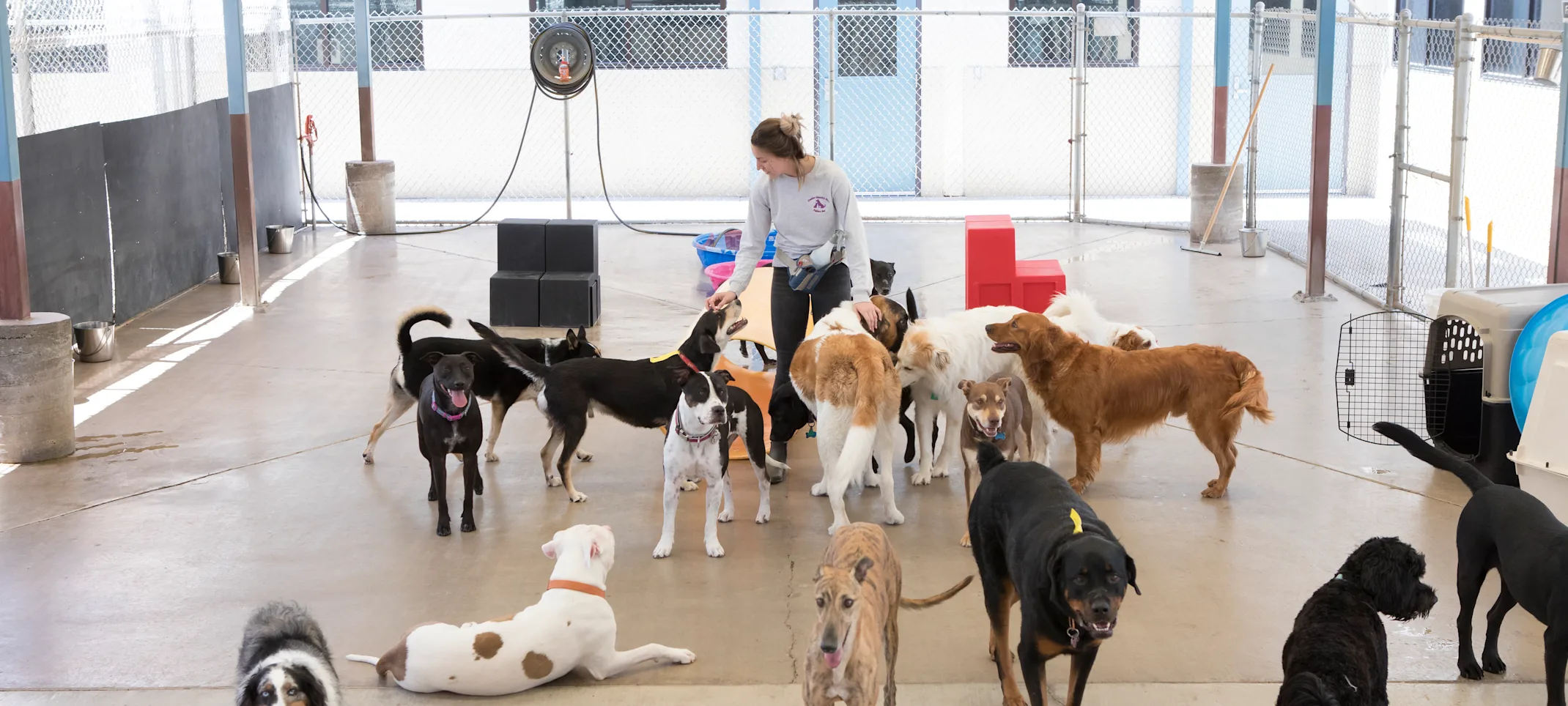 Dog area outside Dog area outside