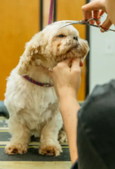 dog being groomed