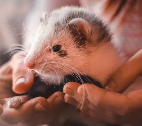 Ferret being held Ferret being held