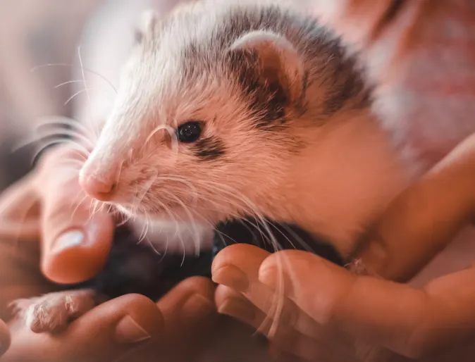 Ferret being held Ferret being held