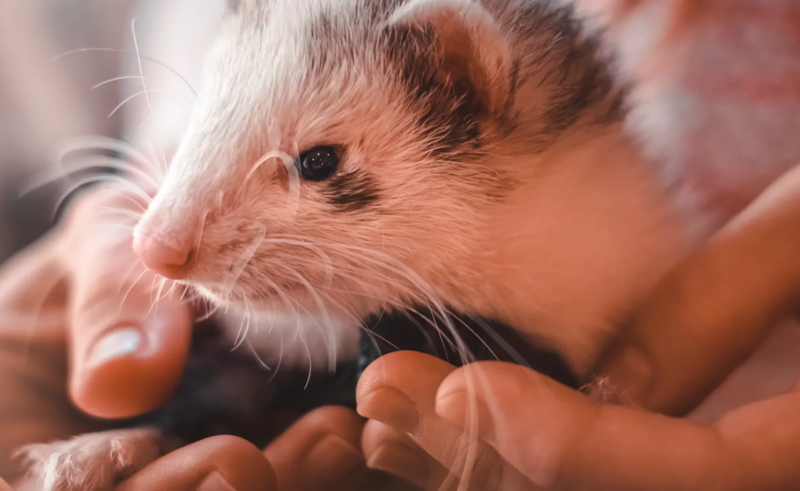 Ferret being held Ferret being held