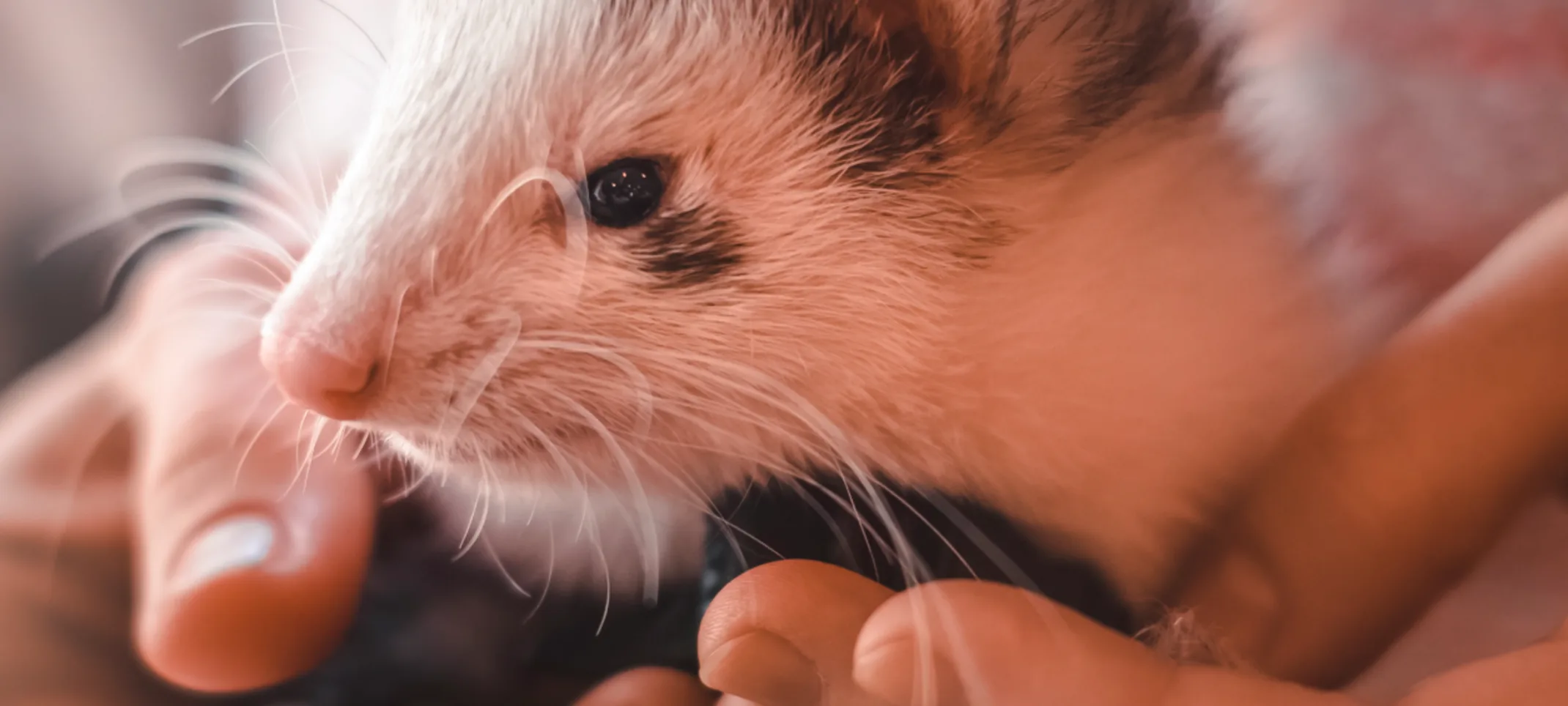 Ferret being held Ferret being held