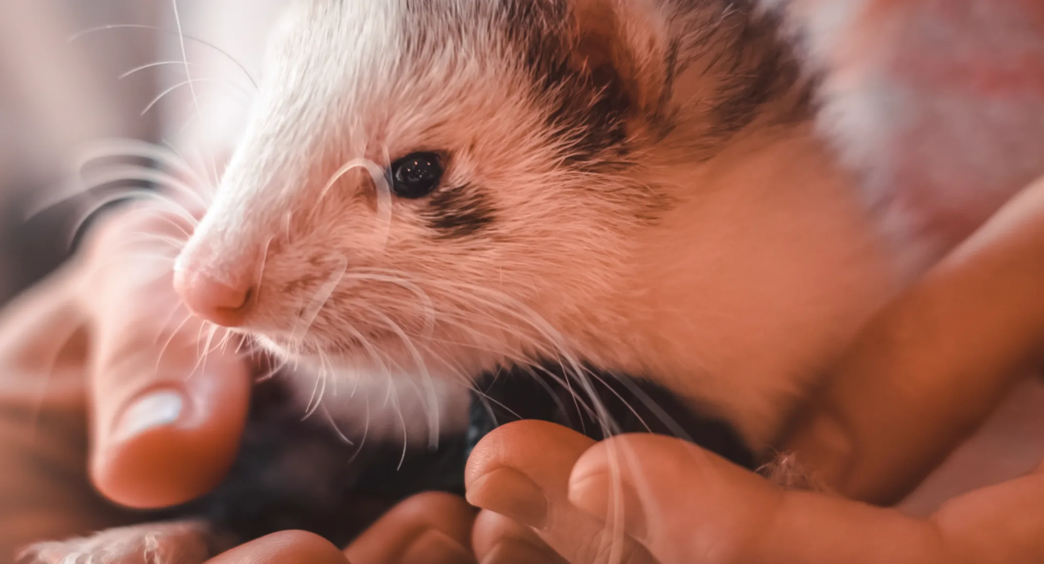 Ferret being held