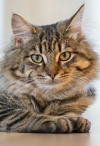 A relaxing cat A relaxing cat