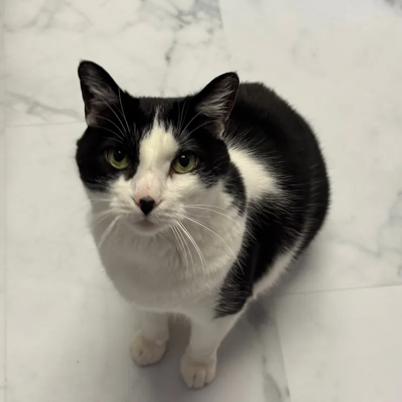 Figaro Figaro