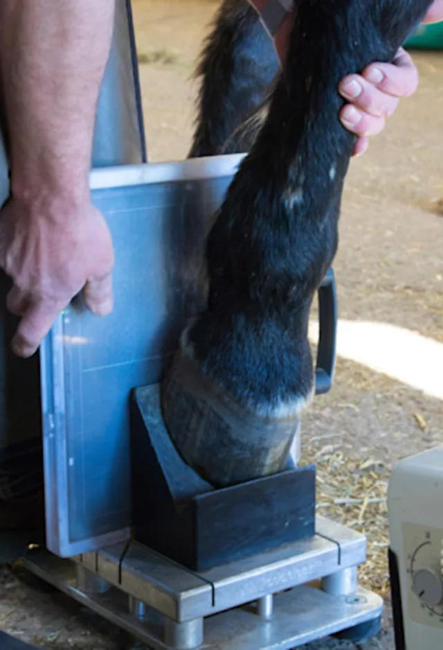 Equine hoof radiograph Equine hoof radiograph