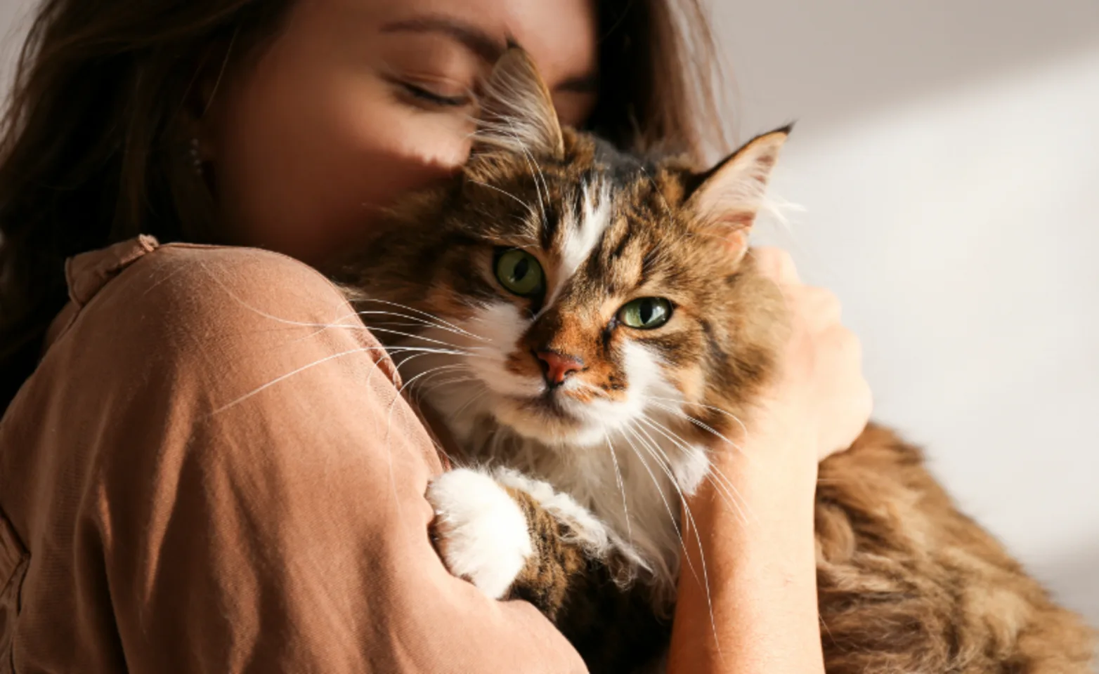 Woman Hugging Brown Cat Looking at Camera Woman Hugging Brown Cat Looking at Camera