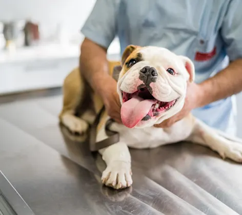 puppy is sitting on a exam table being looked at by vet