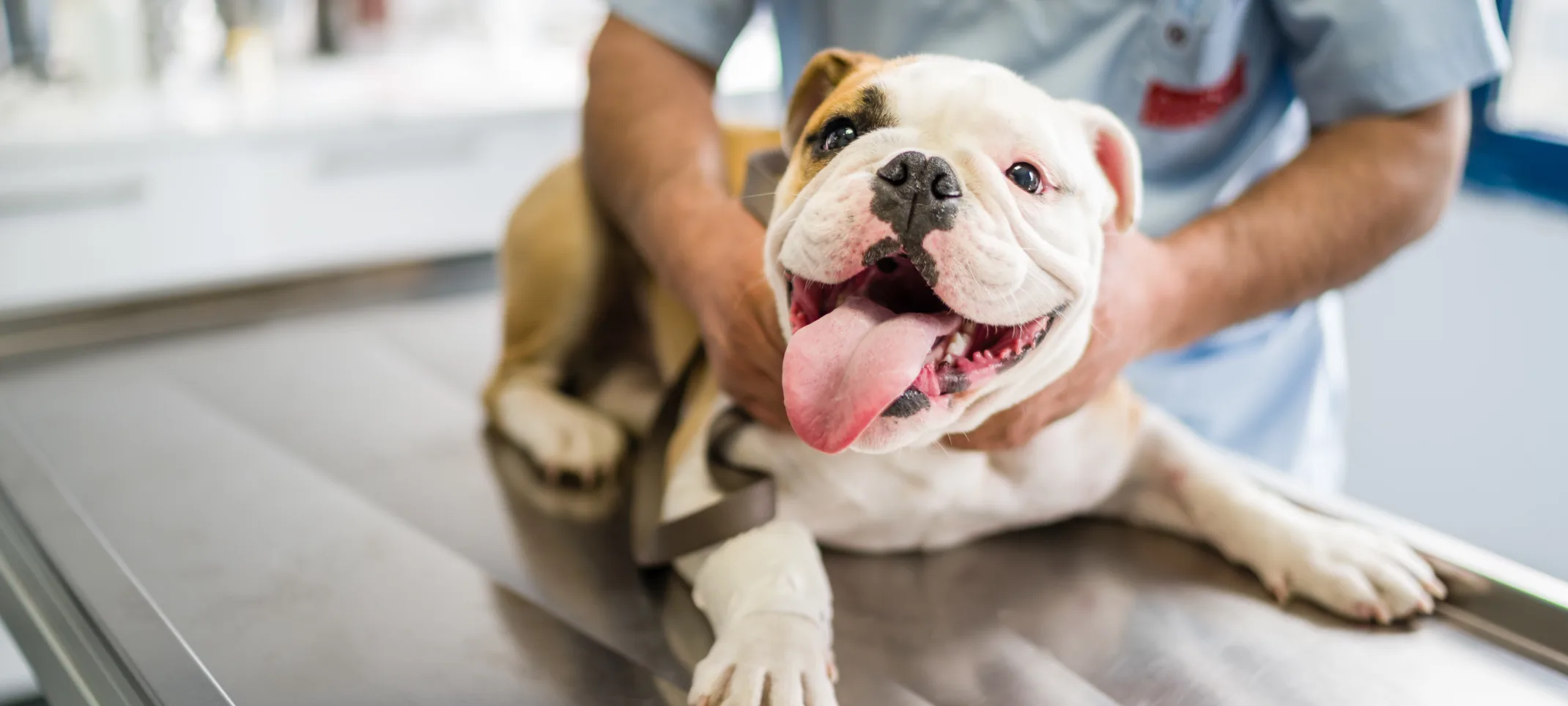 puppy is sitting on a exam table being looked at by vet