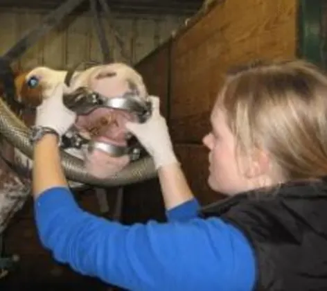 Veterinarian examining a horse's mouth