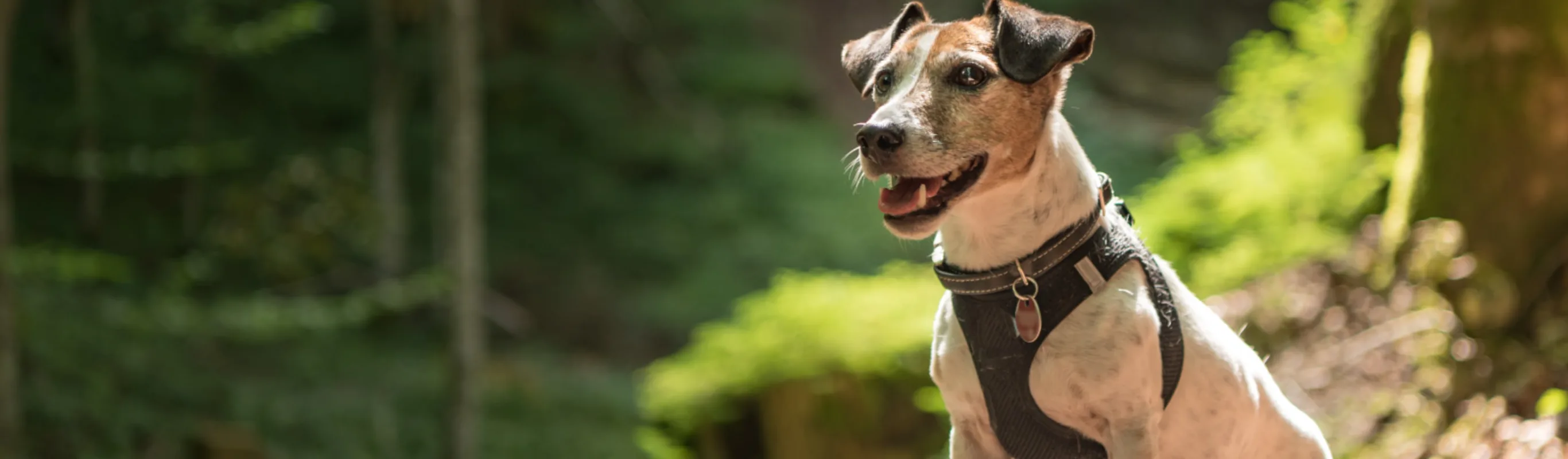 Small dog sitting and smiling in the forest Small dog sitting and smiling in the forest
