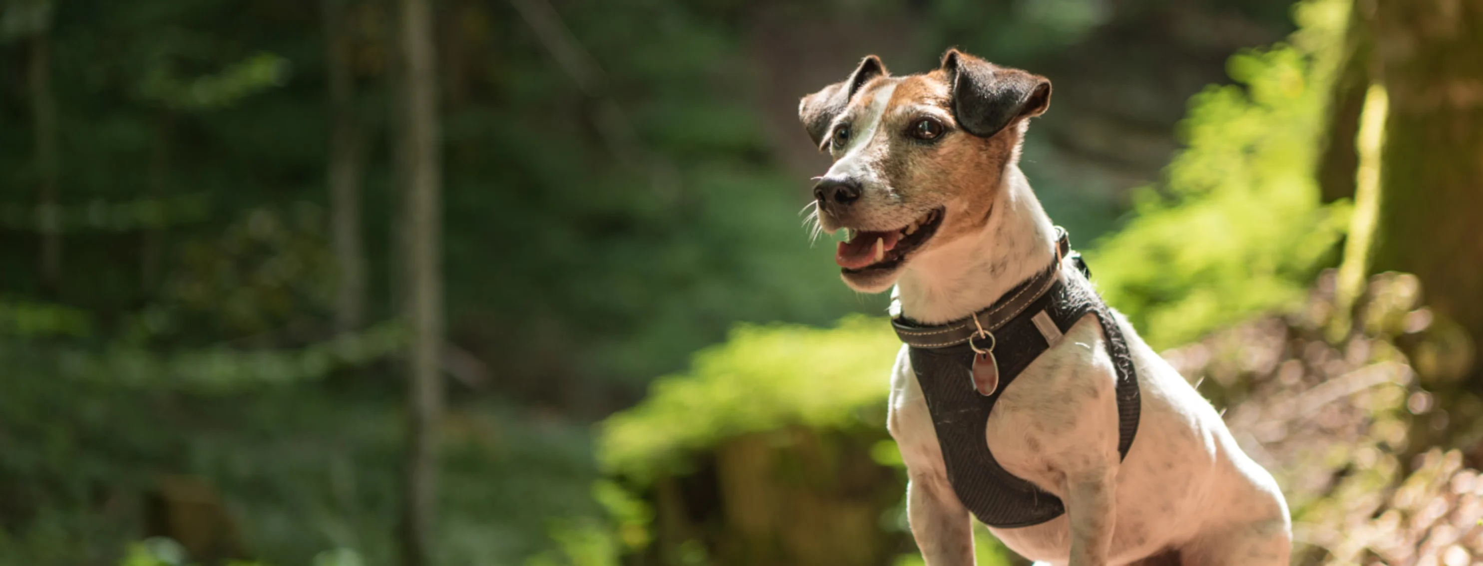 Small dog sitting and smiling in the forest Small dog sitting and smiling in the forest