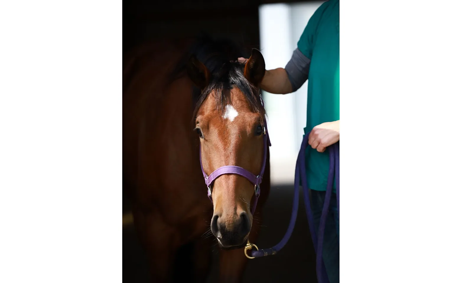 McKinlay and Peters horse at clinic McKinlay and Peters horse at clinic