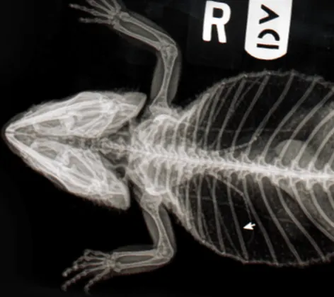 Image of a lizard that's been x-rayed Image of a lizard that's been x-rayed